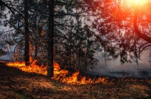 Natural Disaster, trees and grass on fire
